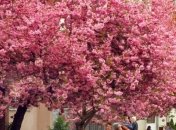 Синоптики рассказали, когда ожидать существенного потепления в Украине