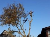 Санитары леса: кто такие арбористы и почему от их работы зависит здоровье деревьев (Фото, Видео)