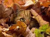 В Украину идет потепление