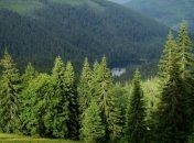 Питання охорони лісів від пожеж є одним із найважливіших завдань - Держлісагентство