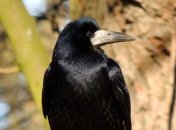 Яке сьогодні свято — День святого Герасима Йорданського