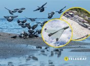 Птицы на море в Одессе, "Ланжерон" и шахед