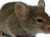 Ученые вернули зрение слепым мышам 