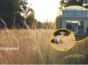 Украинские степи населяет один хищник