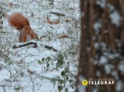 Погода в Киеве