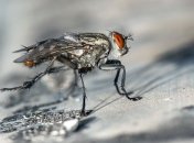 Ученые выяснили, что мухи способны ориентироваться по Солнцу