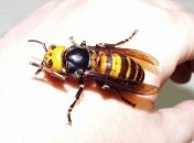 В Японии обитают гигантские шершни, чей яд способен растворить вас