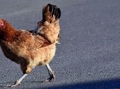 Экспорт украинской курятины стремительно падает