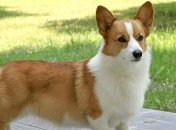 Лучший друг человека: самые умные породы собак (Фото) 