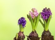 Успейте осенью высадить луковичные