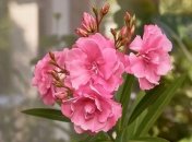 Які рослини отруйні