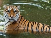 Пьяный мужчина с криком "Я люблю тигров!" прыгнул к ним в вольер