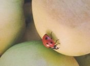 Який фільтр обрати для фото-блогерів: огляд додатків