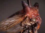 В честь Леди Гаги: жука с необычными рогами назвали именем популярной певицы