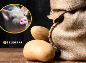 Чим не можна годувати свиней