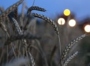 Прогноз урожая зерна в Украине в 2013г повысили на 1 млн тонн