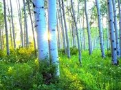 Яке свято 30 травня: народні прикмети і заборони