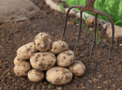 Правила догляду за картоплею