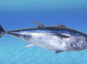 Тепер буде на 20% більше замороженої риби в Україні 