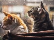 Погода в Украине 9 октября: снова будет дождливо