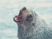 Новый индекс уникальности позволит точнее учесть экологические функции морских видов