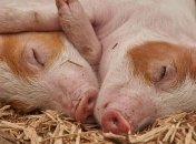 Спасут человечество: в Китае родились свиньи-доноры