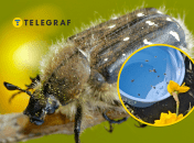 Оленка может нанести существенный ущерб цветочным культурам