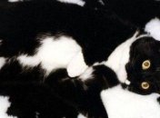 Прикольные картинки и фото, на которые надо посмотреть дважды