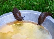 Как избавиться от слизней на своем участке "раз и навсегда": эффективные способы