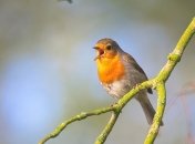 В Индонезии обнаружили сразу 10 видов певчих птиц