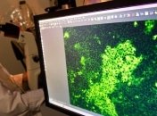 Человечеству угрожают 320 тысяч новых вирусов 