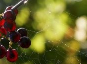 Во Франции идут работы над строительством робота-винодела 