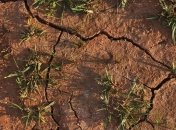 Рекультивацию почвы предложили начинать с пересадки микробов