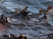 В Одесской области постепенно намечается катастрофа