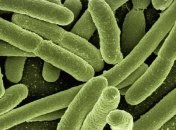 Глобальное потепление привело к распространению "пожирателей плоти"