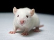 Японские биологи превратили стволовые клетки в яйцеклетки