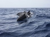 Веревкой за хвост и на дно: как рыбаки уничтожают краснокнижных дельфинов в Крыму (видео)