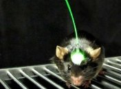 Корейские исследователи создали дистанционно управляемых мышей (Видео)