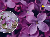 Як правильно називати "сірєнь"