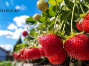 Хороший полив – гарантия хорошего урожая