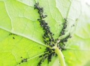 Как избавиться от тли