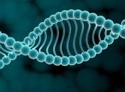 Ученые нашли ген, регулирующий воспалительную деятельность иммунной системы