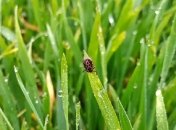 Есть простой способ прогнать паразита с участка