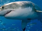 Лень является эволюционным преимуществом для акул-нянек (Видео)