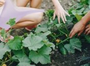 Огірки потребують постійного поливу