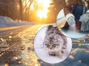 Чем посыпать дорожки, чтобы не пострадал ни один котик