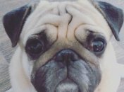 В США впервые коронавирусом заболела собака