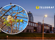 У Дніпрі квітнуть каштани