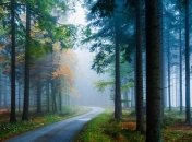 У разных видов деревьев одинаковый набор генов для климатической адаптации