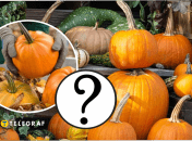 Как правильно хранить тыквы на зиму